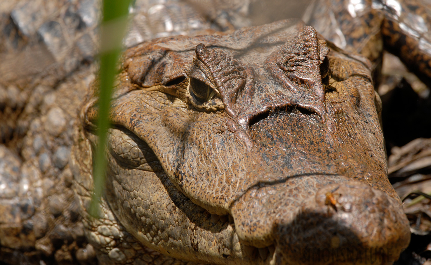 Caiman crocodilus [400 mm, 1/180 sec at f / 9.0, ISO 200]